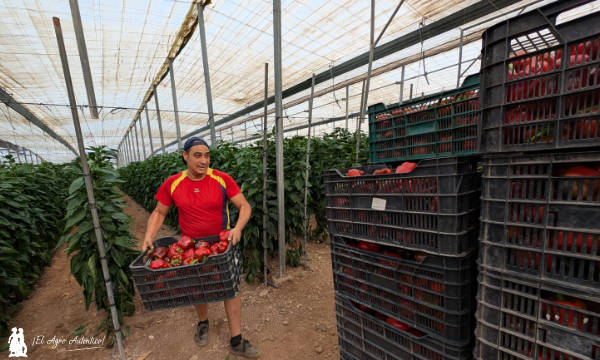 Trabajador del campo cargando una caja de pimientos en Almería / agroautentico.com