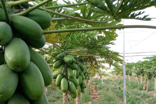Amira es la nueva papaya de CapGen