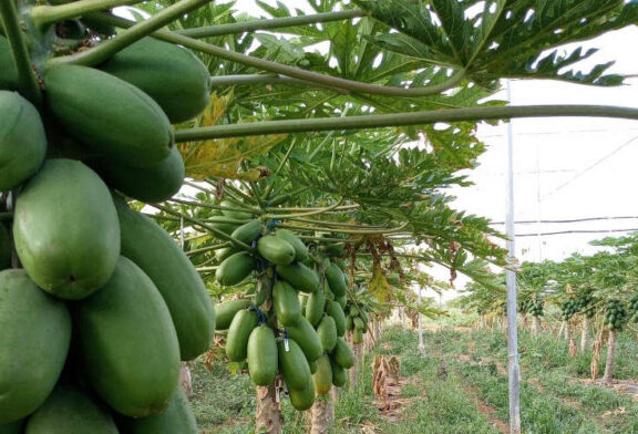 Amira es la nueva papaya de CapGen