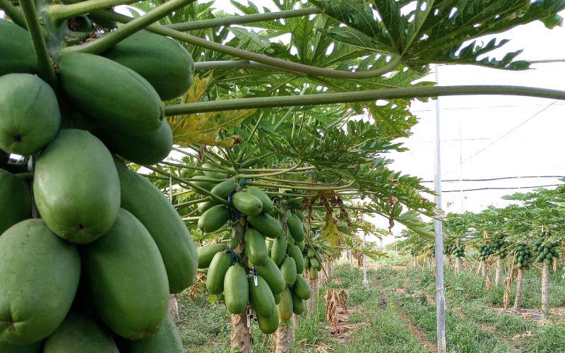 Amira es la nueva papaya de CapGen