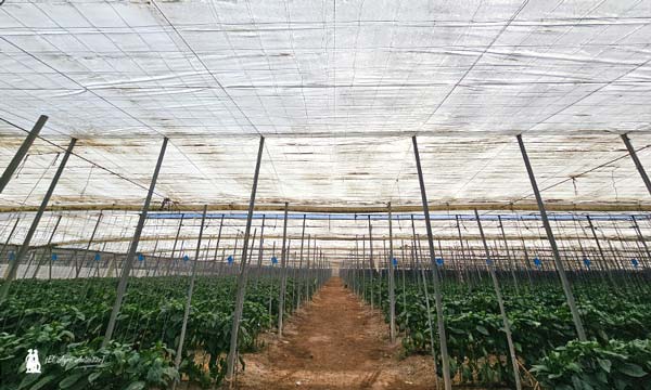 Agriplast cambia en los plásticos de cubierta las reglas del campo con Agri50 Pro 5