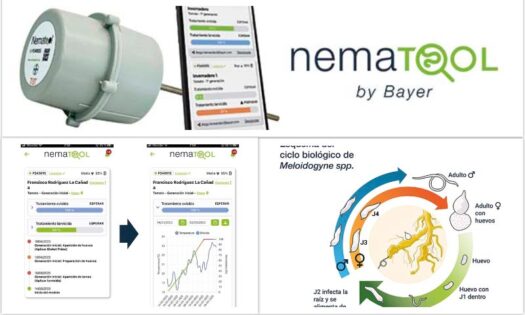 Bayer lanza Nematool 3.0: una nueva era en la gestión inteligente de nematodos