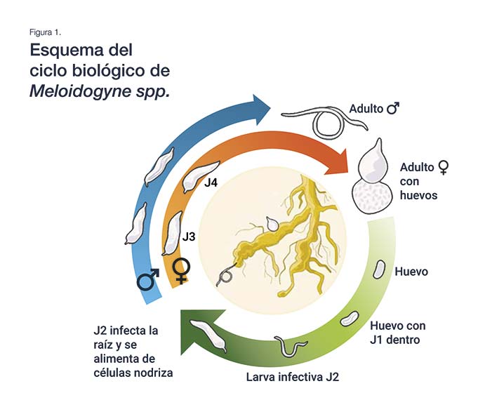 Bayer lanza Nematool 3.0 una nueva era en la gestión inteligente de nematodos 2