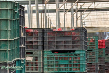 Comerciales en destino. Otra fórmula de vender frutas y hortalizas