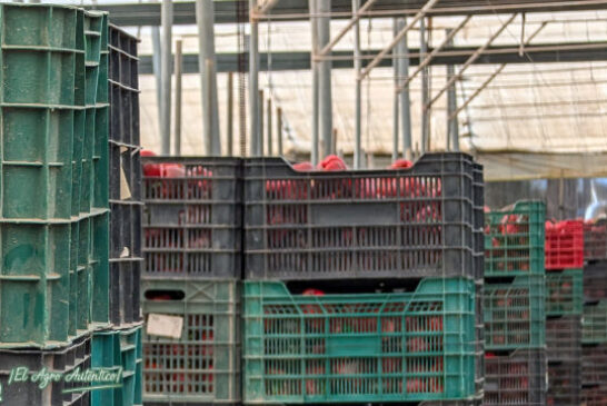 Comerciales en destino. Otra fórmula de vender frutas y hortalizas