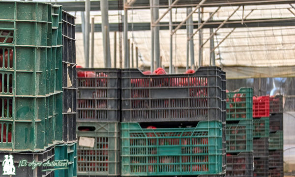 Comerciales en destino. Otra fórmula de vender frutas y hortalizas