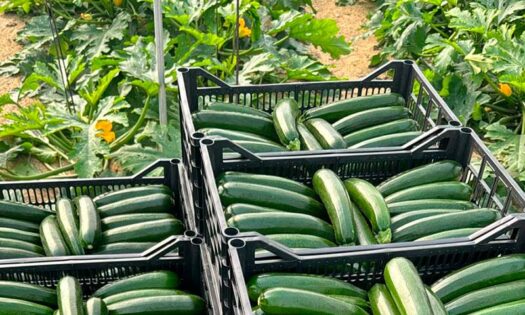 Fitó consolida su liderazgo en calabacín con Raffaello y Salzillo, dos variedades adaptadas al otoño-invierno ibérico - Semillas Fitó