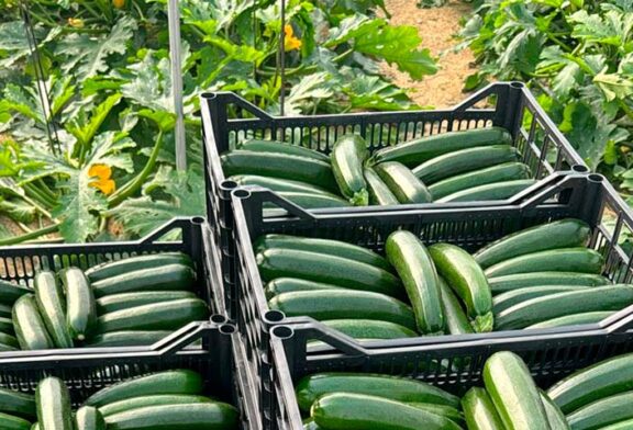 Los nombres propios de Semillas Fitó en calabacín: Raffaello y Salzillo