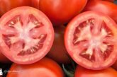 Coexphal lidera la promoción del tomate español en Fruit Attraction 2025