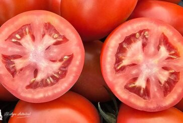 El tomate de Almería y Granada irá de la mano para diferenciarse del origen terceros países