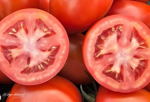 Coexphal lidera la promoción del tomate español en Fruit Attraction 2025
