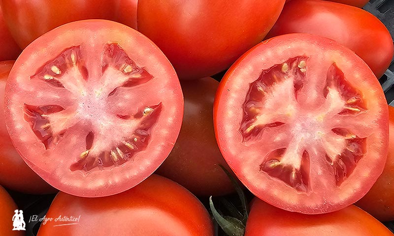 Coexphal lidera la promoción del tomate español en Fruit Attraction 2025