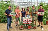 El modelo de envasado en campo crece en pepino con Naturinda