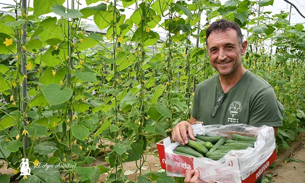 El modelo de envasado en campo crece en pepino con Naturinda 3