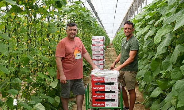 El modelo de envasado en campo crece en pepino con Naturinda 1