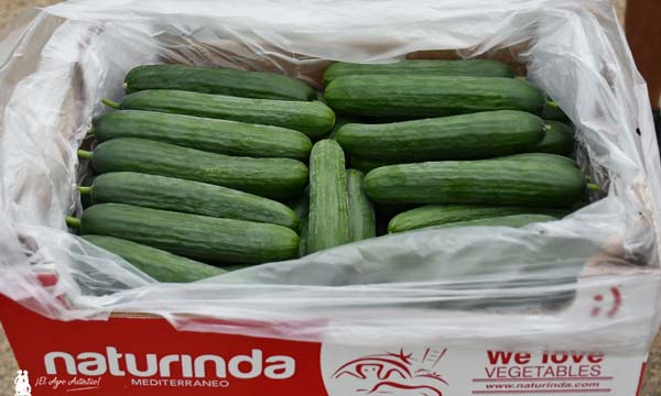 El modelo de envasado en campo crece en pepino con Naturinda 3