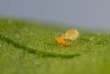 Limonica de Koppert, el depredador más versátil para el control biológico de trips y mosca blanca