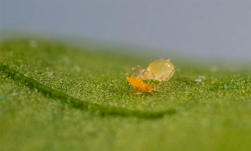 Limonica es el ácaro depredador de Koppert que lidera el control biológico de trips y mosca blanca en invernadero-agroautentico.com