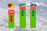 Menos pimiento y más pepino y calabacín en la nueva campaña en Almería