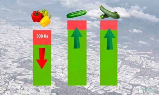 Menos pimiento y más pepino y calabacín en la nueva campaña en Almería