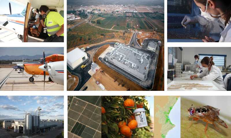 Plagas foráneas vía importaciones / agroautentico.com