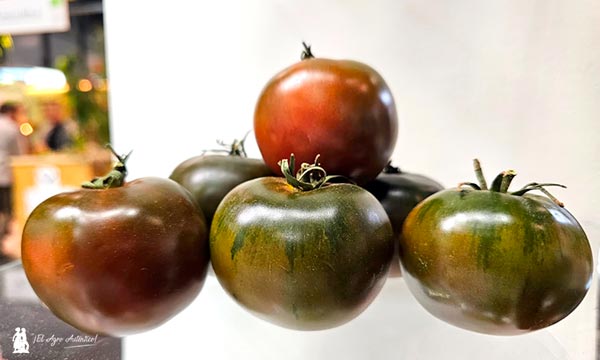 Innovación también en cebolla, alcachofa, melón y cultivos de hoja 9