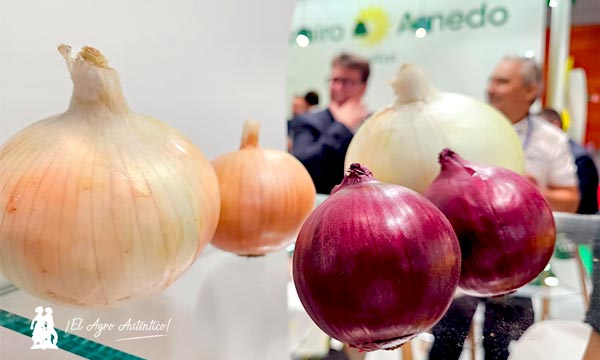 Innovación también en cebolla, alcachofa, melón y cultivos de hoja 6