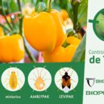 BIOGARD® refuerza el control biológico de Thrips parvispinus en pimiento 2