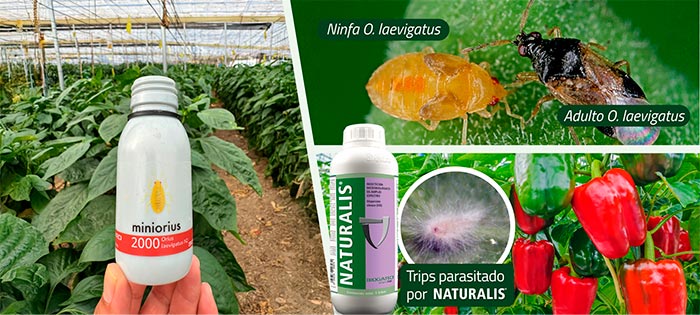 BIOGARD refuerza el control biológico de Thrips parvispinus en pimiento 3