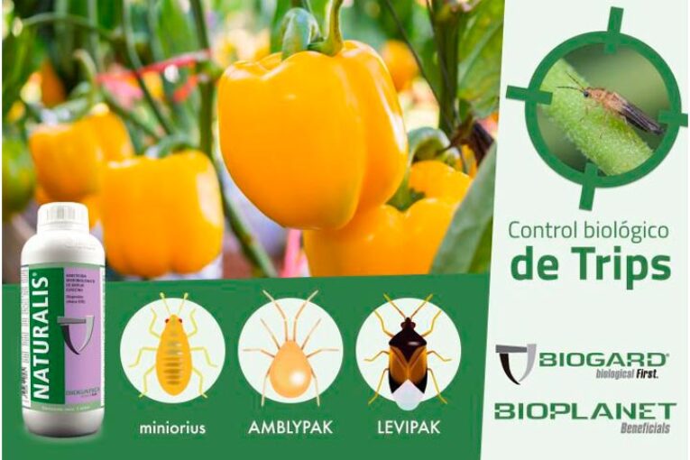 Biogard presenta su estrategia frente a T. parvispinus basada en bichos y microbiológicos