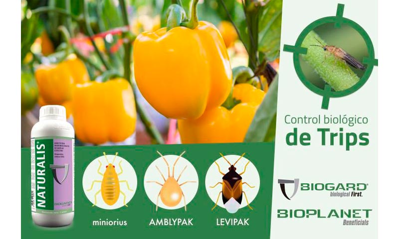 Biogard presenta su estrategia frente a T. parvispinus basada en bichos y microbiológicos