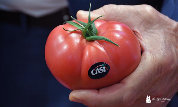 CASI y BASF Nunhems  ponen color al mercado con su nuevo asurcado rosa con resistencia a rugoso - agroautentico 2