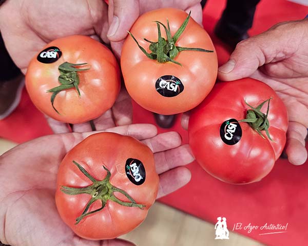  CASI y BASF Nunhems  ponen color al mercado con su nuevo asurcado rosa con resistencia a rugoso - agroautentico 4