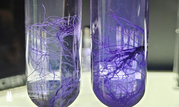 En Trichodex descubrimos el microbioma que nos habita 2
