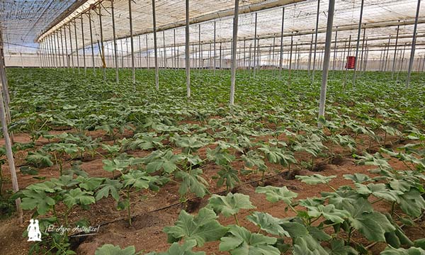 Invernadero de ocra en Almería / agroautentico.com