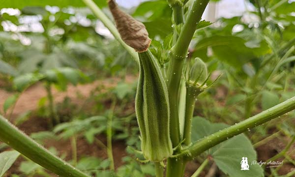 Fruto de ocra / agroautentico.com