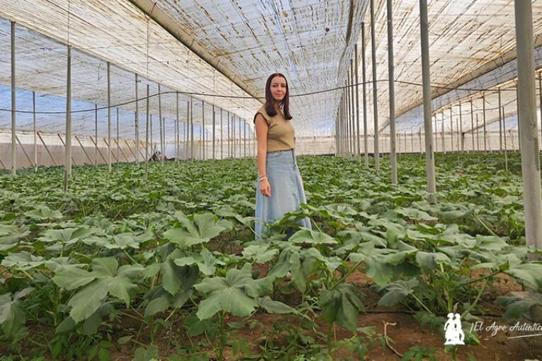 Naturinda lidera el cultivo de ocra en Almería