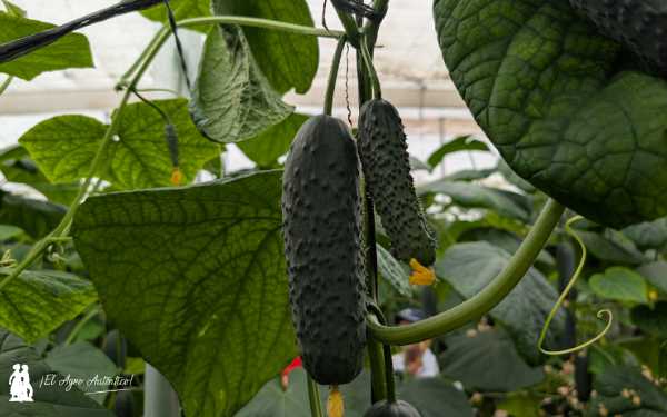 Doble coyuntura en el pepino corto negro Albox / agroautentico.com
