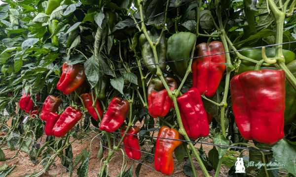 Frutos de pimiento lamuyo Toboso / agroautentico.com