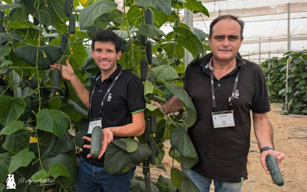 Javier Perales, delegado en Almería, y Damián Pallarés, de Murcia, con el pepino Albox | agroautentico.com