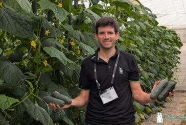 La última novedad de Bejo en pepino corto negro se llama Albox