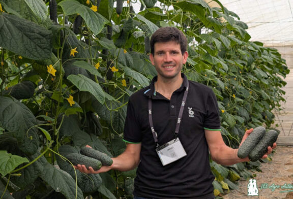 La última novedad de Bejo en pepino corto negro se llama Albox