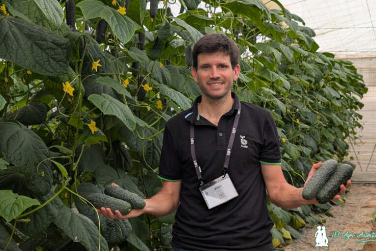 La última novedad de Bejo en pepino corto negro se llama Albox
