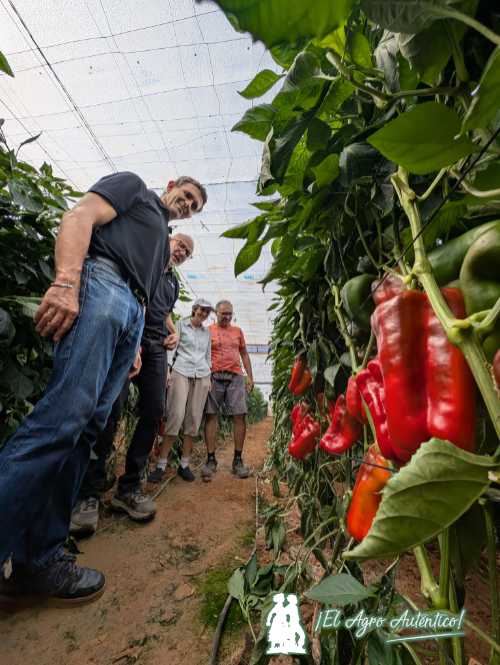 Jornadas de pimiento Toboso / agroautentico.com