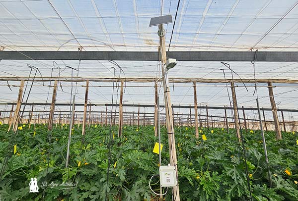 Hiotera y el Kit Digital / agroautentico.com
