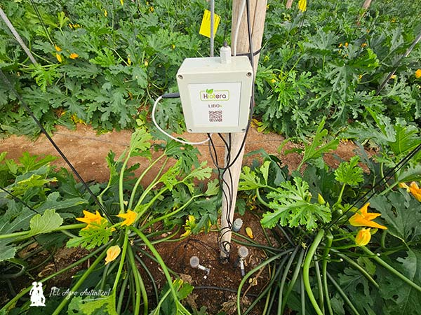 Hiotera y el Kit Digital / agroautentico.com