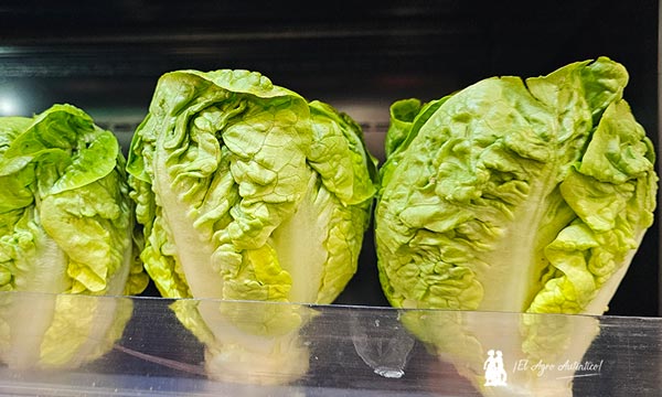 Las ensaladas de Bejo en Fruit Attraction llevan cebolla, lechuga, pepino, zanahoria, col y apio 6