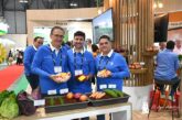 Las ensaladas de Bejo en Fruit Attraction llevan cebolla, lechuga, pepino, zanahoria, col y apio