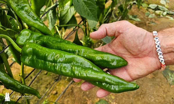 Llega la resistencia a oídio al italiano tradicional con la variedad Morante