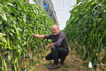 Llega la resistencia a oídio al italiano tradicional con la variedad Morante